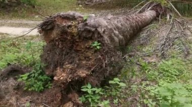 Düşen palmiye ağaçları kırsal kumlu yolu kapatıyor..