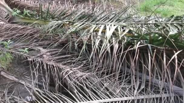 Piscina Agua Lluvia Cubierta Con Hojas Palma Aceitera Seca Ramas — Vídeos de Stock