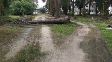 Düşen palmiye ağaçları kırsal kumlu yolu kapatıyor..