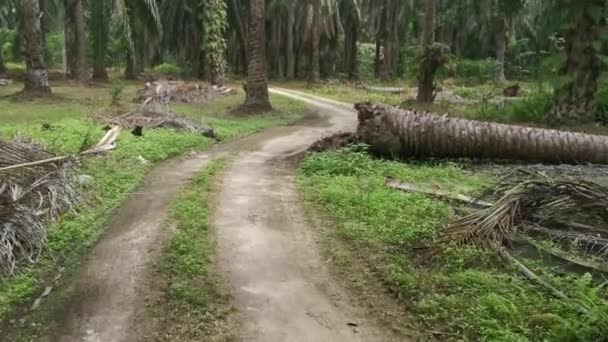 Fallen Palm Tree Blocking Rural Sandy Road — стоковое видео