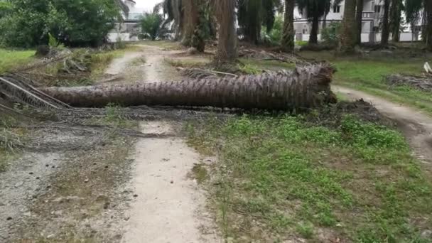 被砍倒的棕榈树挡住了乡村沙地的道路 — 图库视频影像