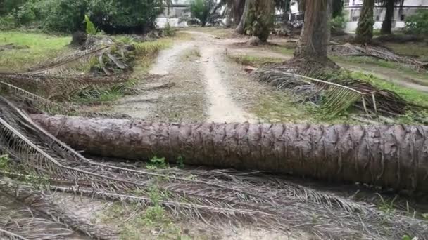 被砍倒的棕榈树挡住了乡村沙地的道路 — 图库视频影像