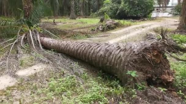 被砍倒的棕榈树挡住了乡村沙地的道路 — 图库视频影像