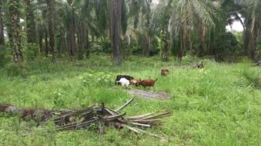 Keçiler tarlada otluyor..