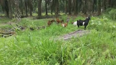 Keçiler tarlada otluyor..