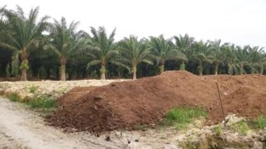 Sahada kurumuş kumlu tavuk gübresi yığını var..