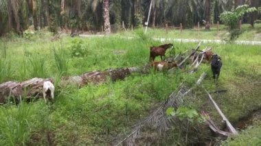 Keçiler tarlada otluyor..