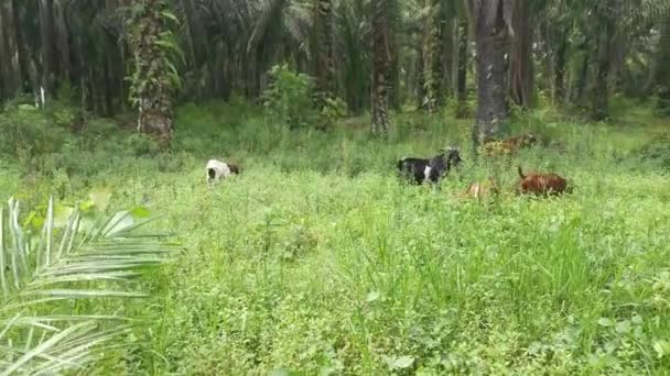 Chèvres Pâturant Herbe Champ Plantation — Video