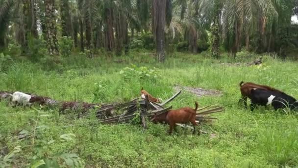 Cabras Pastando Hierba Campo Plantación — Vídeos de Stock