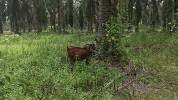 Chèvres Pâturant Herbe Champ Plantation — Video