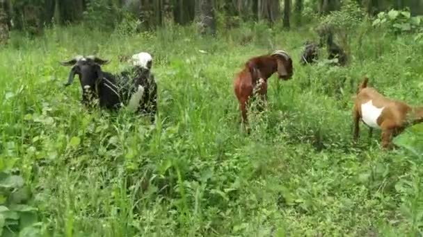 Chèvres Pâturant Herbe Champ Plantation — Video