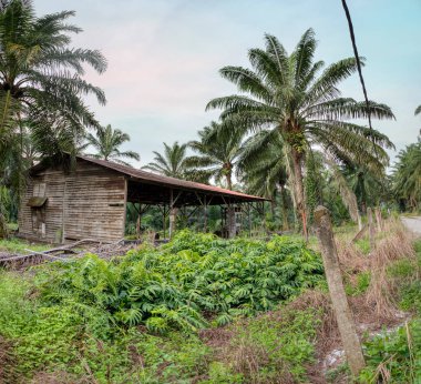 Yeşillik tarlasında çayırlık.