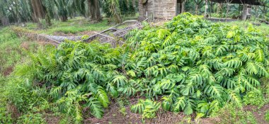 Yeşillik tarlasında çayırlık.