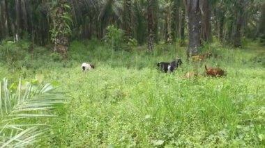 Keçiler tarlada otluyor..