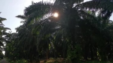 Parlak güneş, palmiye yaprağında parlıyor..