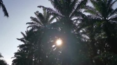 Parlak güneş, palmiye yaprağında parlıyor..