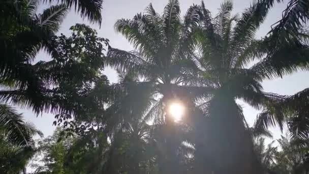 油棕叶上闪烁着灿烂的太阳 — 图库视频影像