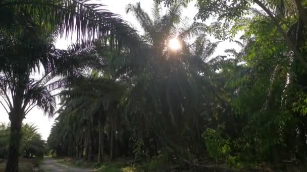Bright Sun Flare Oil Palm Frond — Vídeo de stock