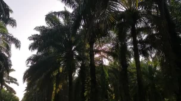 Bright Sun Flare Oil Palm Frond — ストック動画