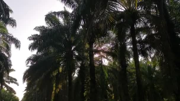 Ljus Sol Fackla Över Olja Palm Frond — Stockvideo