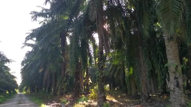 Bright Sun Flare Oil Palm Frond — Vídeos de Stock