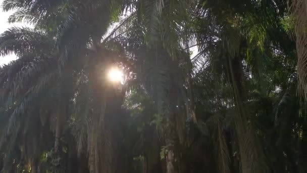 Bright Sun Flare Oil Palm Frond — Vídeos de Stock