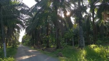 Parlak güneş, palmiye yaprağında parlıyor..