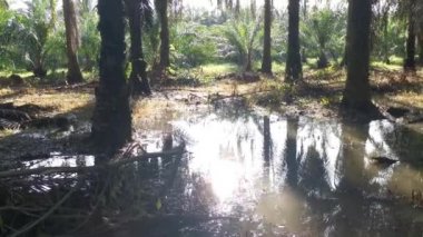 Parlak güneş, palmiye yaprağında parlıyor..