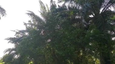 Parlak güneş, palmiye yaprağında parlıyor..