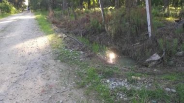 Parlak güneş, palmiye yaprağında parlıyor..