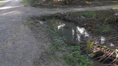 Parlak güneş, palmiye yaprağında parlıyor..