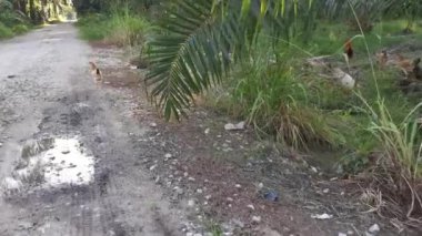 Yabani çayırlarda koşuşturan tavuk.