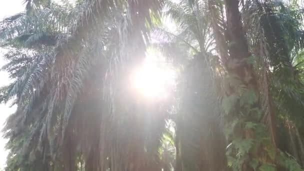 Clarão Sol Brilhante Através Fronde Palma Óleo — Vídeo de Stock