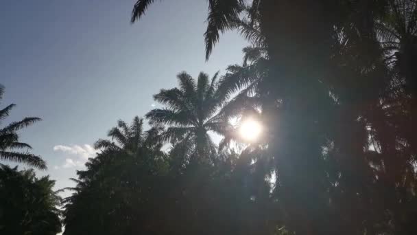 オイルパームフロントの間の明るい太陽フレアは — ストック動画