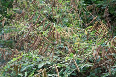 Kırsal kesimdeki çalı indigofera hirsuta fabrikası..