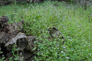Çayırdaki küçük Ageratum Conyzoides otu.