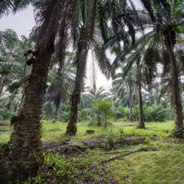 Palmiye yapraklarının yüksek açılı görüntüsü.