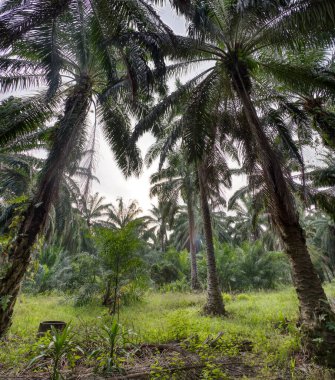 Palmiye yapraklarının yüksek açılı görüntüsü.