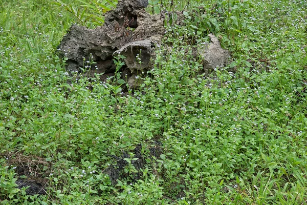 Çayırdaki küçük Ageratum Conyzoides otu.