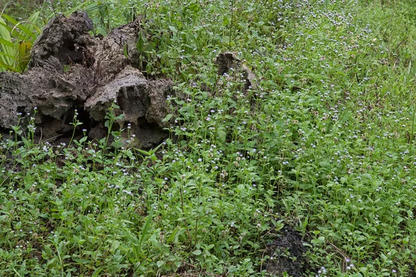Çayırdaki küçük Ageratum Conyzoides otu.