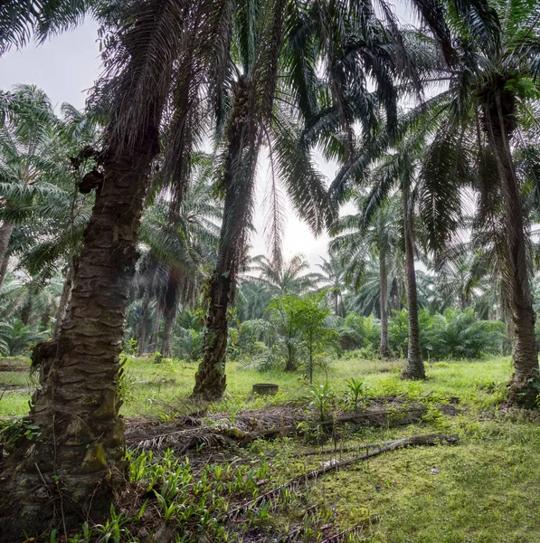 Palmiye yapraklarının yüksek açılı görüntüsü.