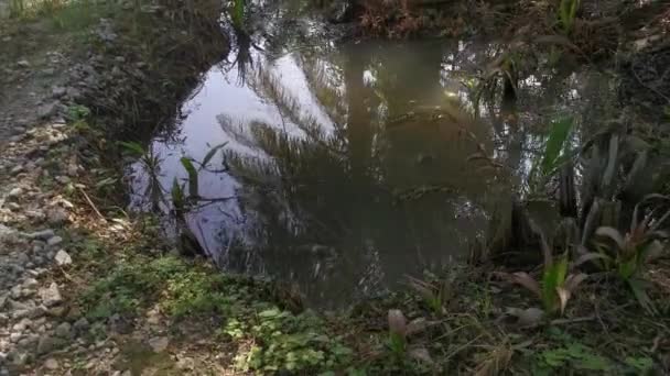 Piscina Agua Lluvia Que Fluye Largo Del Camino Rural — Vídeos de Stock