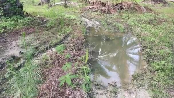 Бассейн Дождевой Водой Вдоль Сельской Дороги — стоковое видео