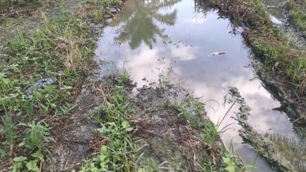 Kırsal Yol Boyunca Akan Yağmur Suyu Havuzu — Stok video