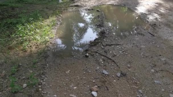 Bazén Tekoucí Dešťové Vody Podél Venkovské Silnice — Stock video