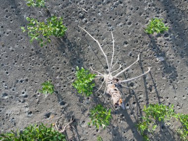 Çamurlu bataklık sahilinde alçak gelgit manzarası