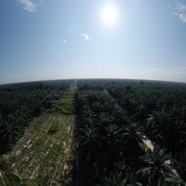 Palmiye yağı tarım çiftliğindeki elektrik kulesinin panoramik sabah sahnesi