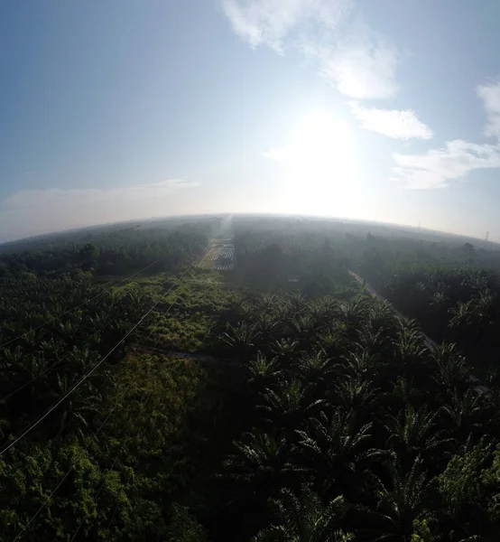 Panoramiczna Scena Antenowa Wieży Elektrycznej Farmie Rolniczej Oleju Palmowego — Zdjęcie stockowe