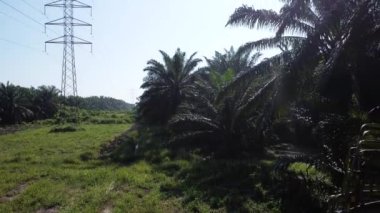 Palmiye yağı çiftliğini çevreleyen elektrik kulesinin etrafındaki hava sahnesi