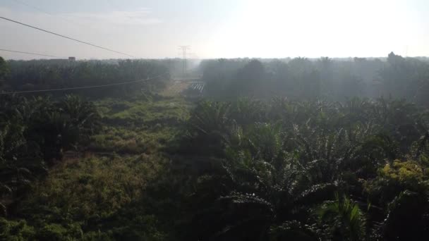 Aerial Morning Scene Electric Tower Surrounded Palm Oil Farm — ストック動画